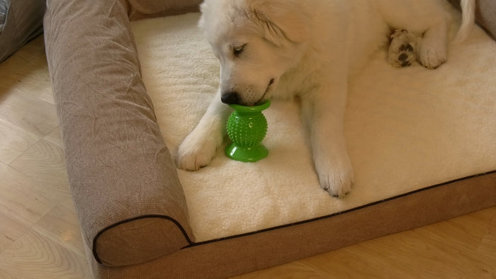 Image of a dog using a rolly cannoli on a dog bed in a living room.